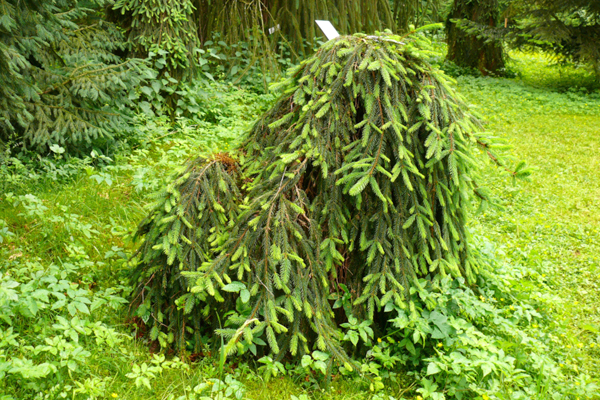 Ель обыкновенная Picea abies “Inversa” C 25L, 125-150 cm - Фото №1