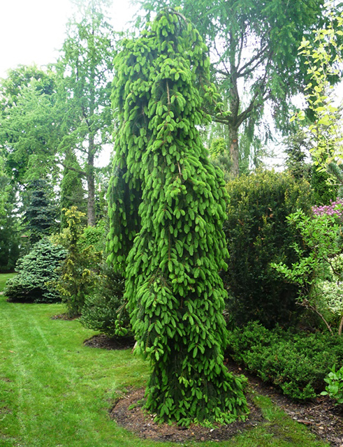 Ель обыкновенная Picea abies “Inversa” C 25L, 125-150 cm - Фото №2