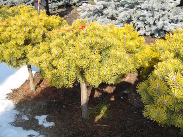 Сосна горная Винтер Голд, Pinus mugo Winter Gold - Фото №2