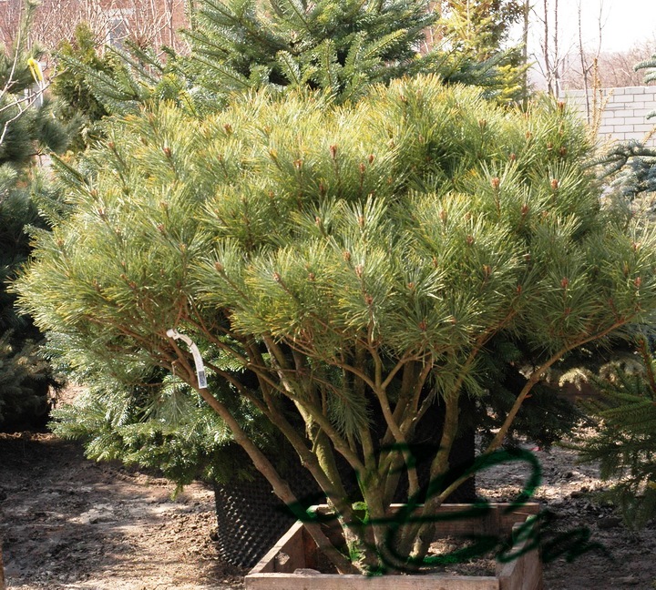 Сосна густоцветная Алиса Веркаде, Pinus densiflora Alice Verkade - Фото №2