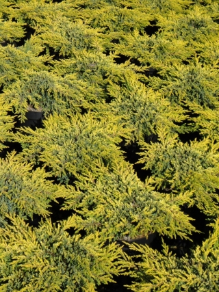Можжевельник обыкновенный Голдшатц, Juniperus communis Goldschatz - Фото №2