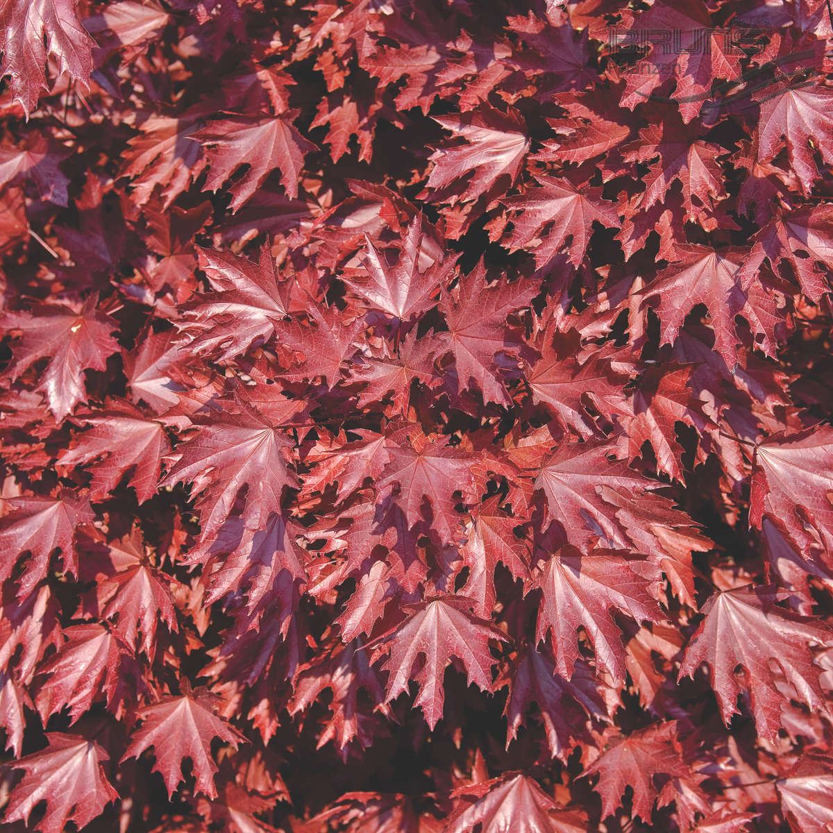 Клен остролистный Кримсон Сентри, ACER platanoides 'Crimson Sentry' 130см - Фото №1