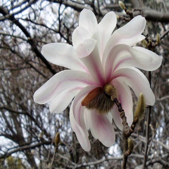 Магнолия звездчатая 'Роял Стар'. Magnolia stellata 'Royal Star' 150см - Фото №1