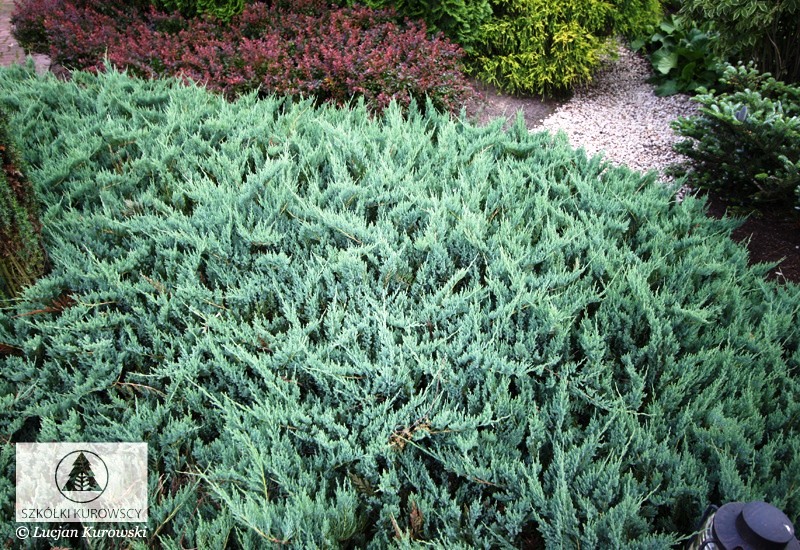 Можжевельник горизонтальный, Juniperus hor. 'Agnieszka' - Фото №3