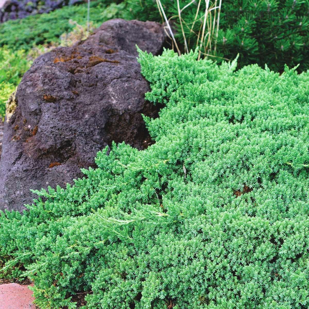 Можжевельник лежачий `Нана`, Juniperus procumbens 'Nana' 3,0L  25-30 cm+p - Фото №2