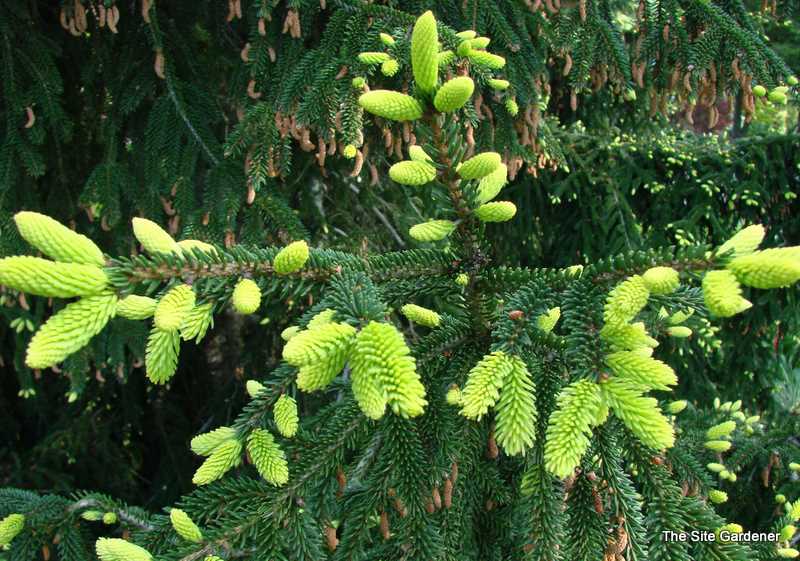 Ель восточная Ауреоспиката, Picea orientalis Aureospicata - Фото №3