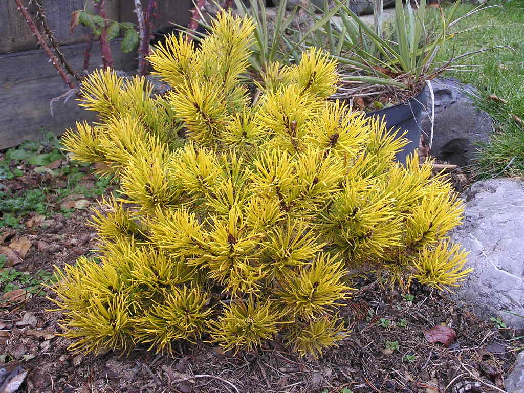 Сосна горная Карстенс Винтерголд, Pinus mugo Carstens Wintergold С1,5 L 10-15 cm - Фото №1