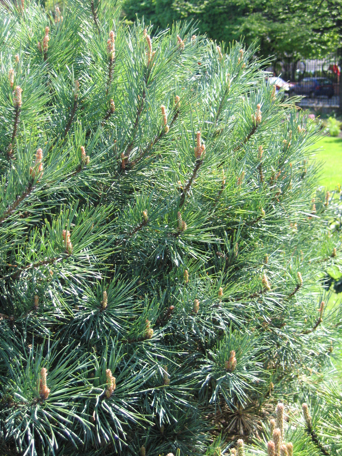 Сосна обыкновенная Ватерери, Pinus sylvestris Watereri - Фото №1