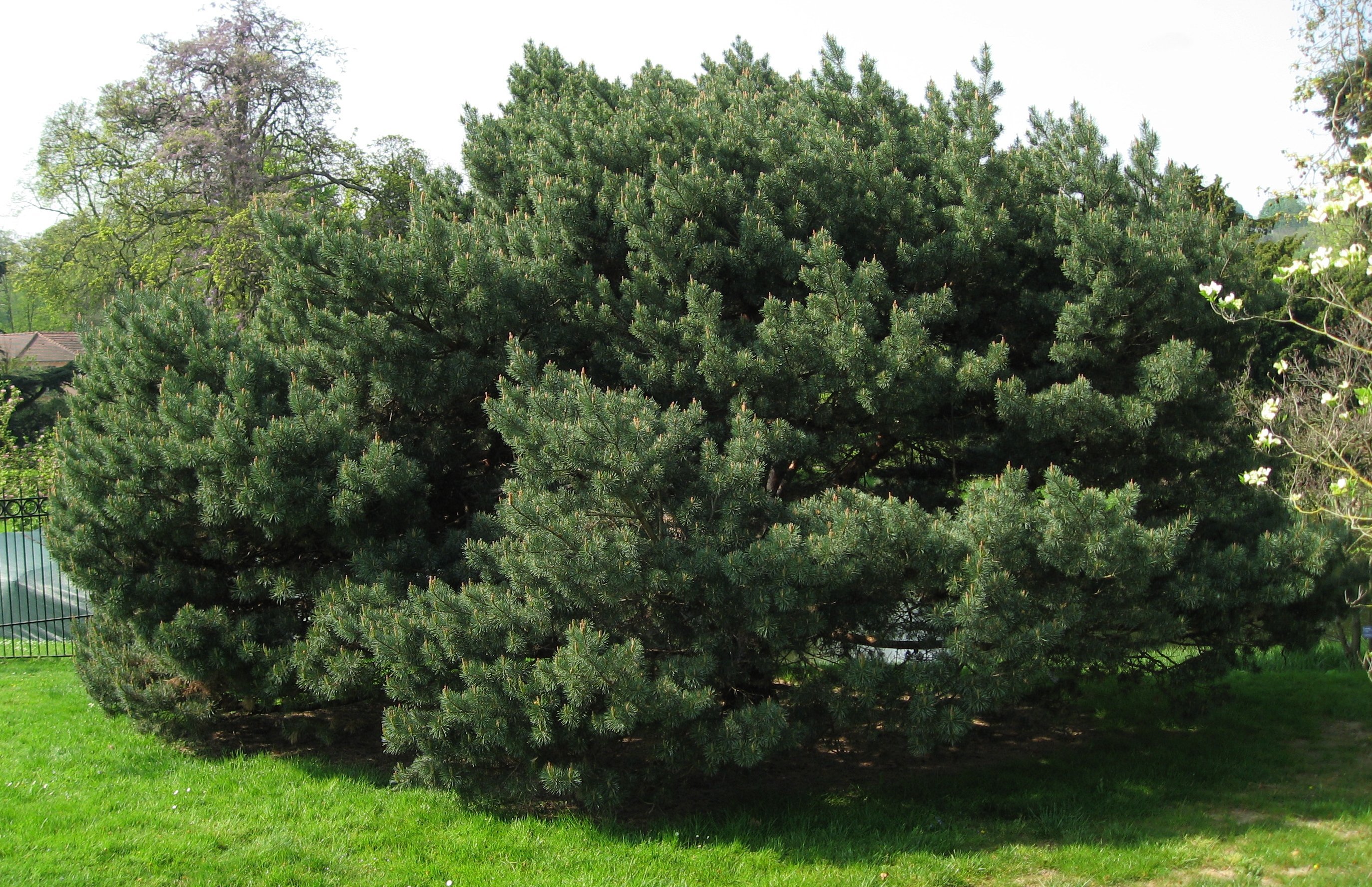 Сосна обыкновенная Ватерери, Pinus sylvestris Watereri - Фото №2