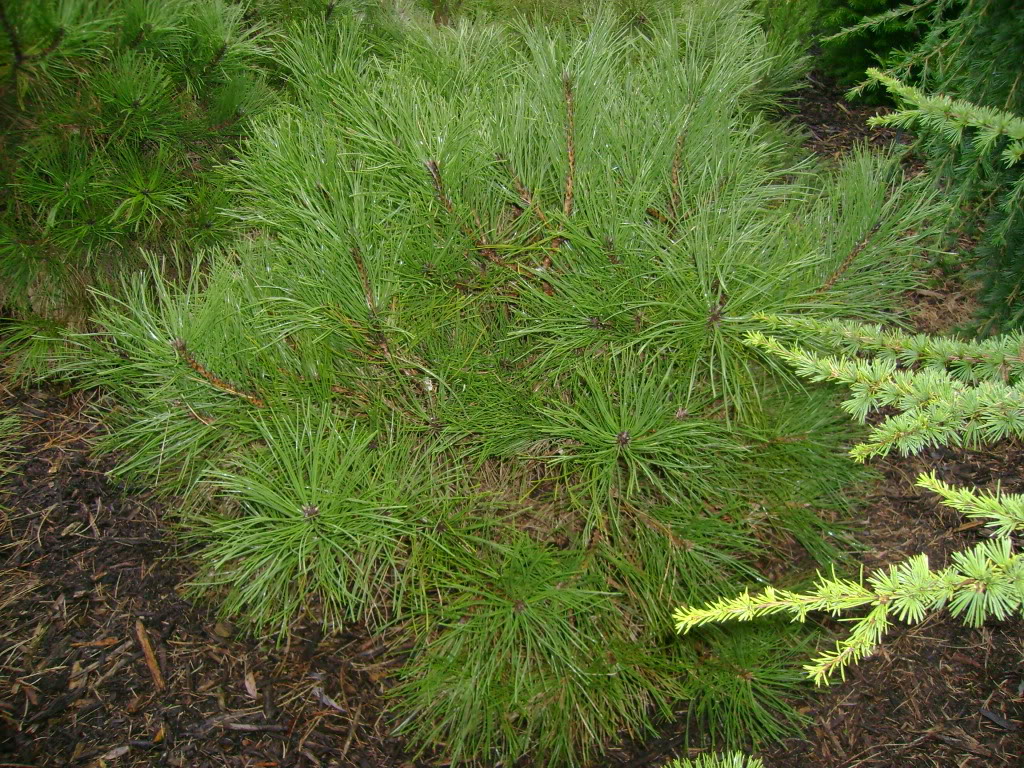 Pinus nigra 'Compacta' С1,5 30 сm - Фото №1