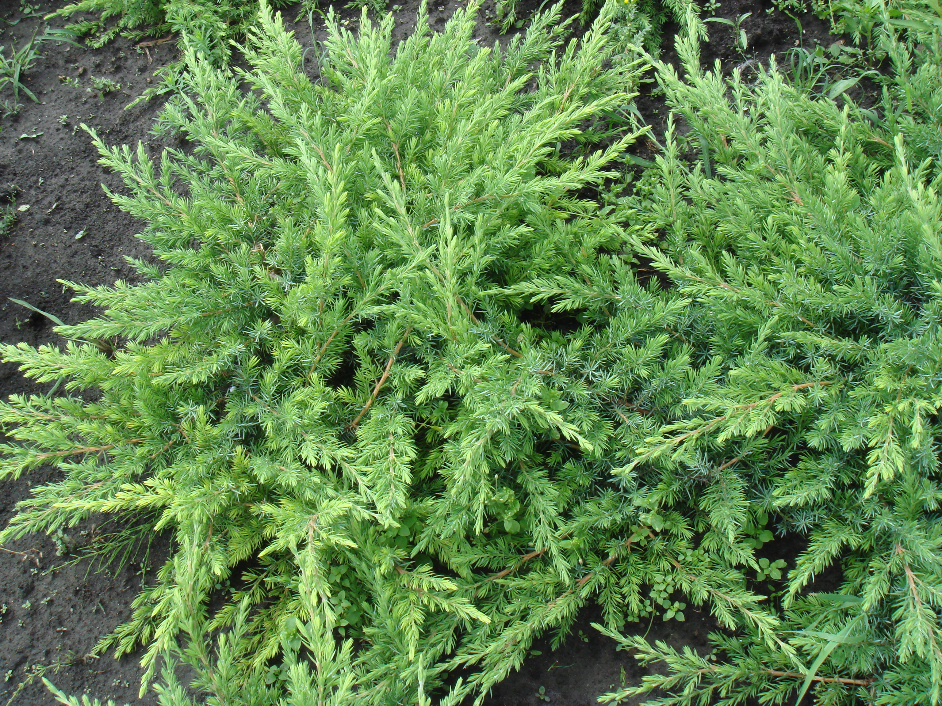 Можжевельник прибрежный Шлягер, Juniperus conferta Schlager - Фото №1