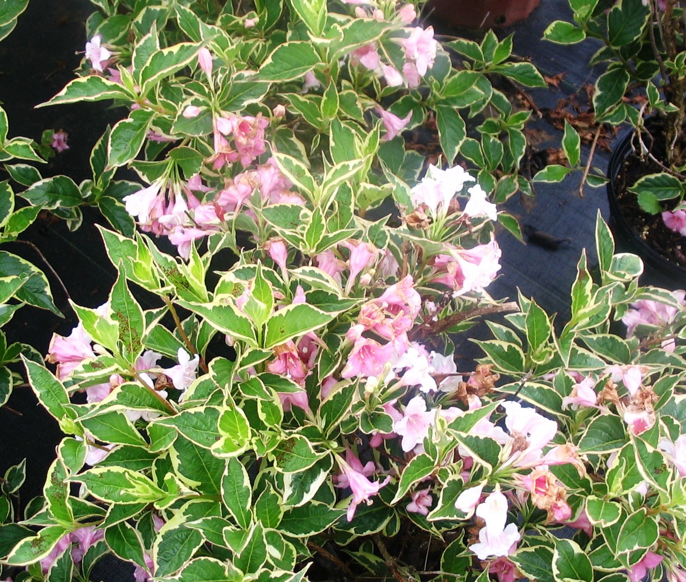 Вейгела цветущая Нана Вариегата (бело-розовая), Weigela florida Nana Variegata (white-pink) - Фото №3