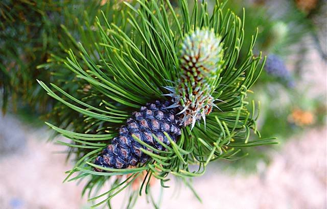 Сосна боснийская Сателлит, Pinus leucodermis Satellit - Фото №2