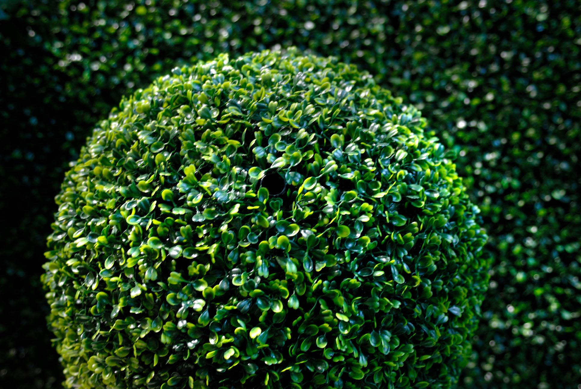 Самшит вечнозелёный, Buxus sempervirens - Фото №1