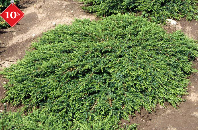 Можжевельник обыкновенный Грин Карпет, Juniperus communis Green Carpet, 5л горшок - Фото №1