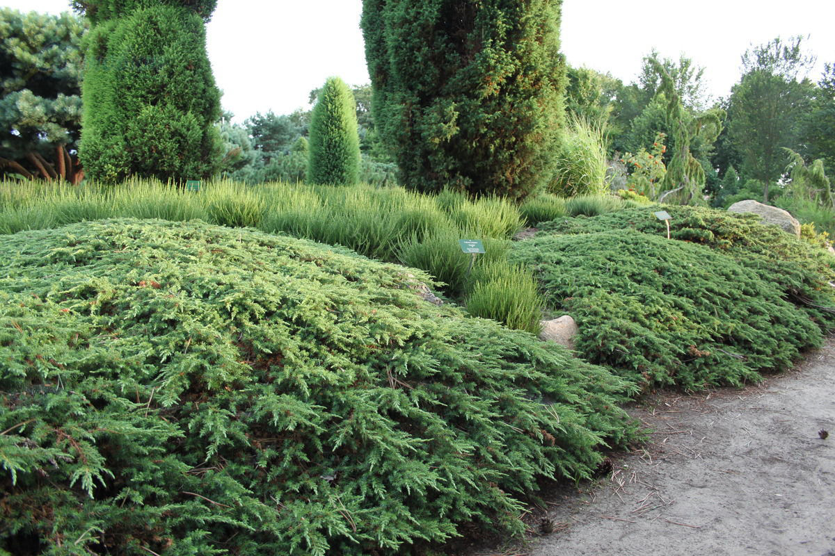 Можжевельник обыкновенный Грин Карпет, Juniperus communis Green Carpet, 5л горшок - Фото №3