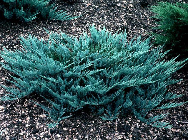 Можжевельник горизонтальный Блю Чип / Блу Чип, Juniperus horizontalis Blue Chip 3L, 25-30 cm - Фото №1