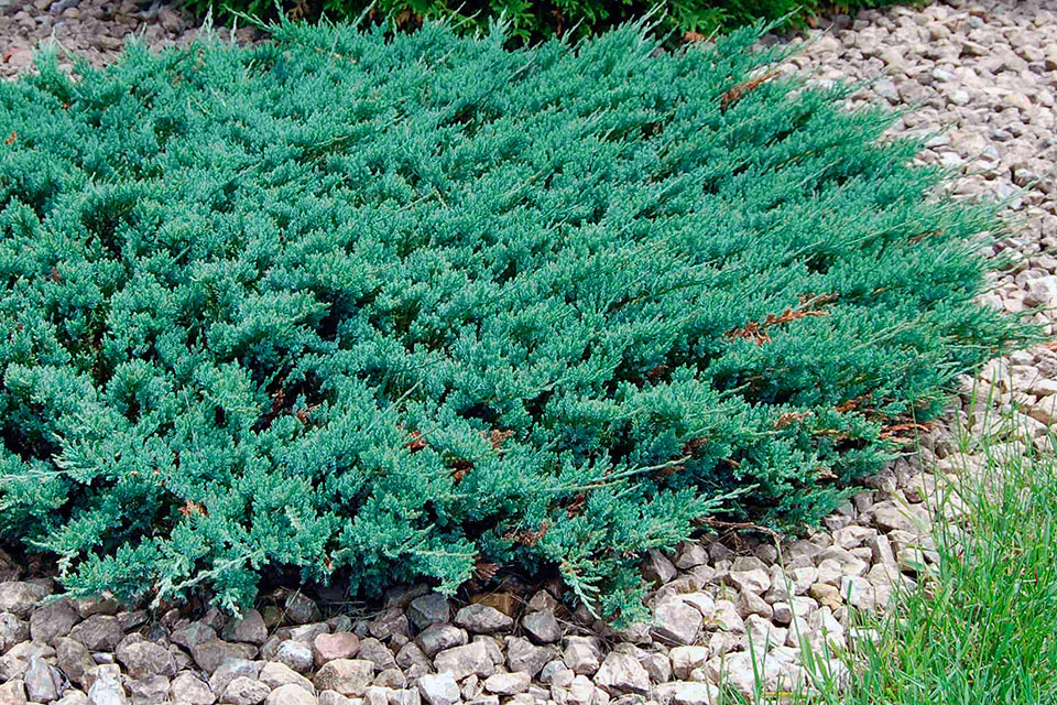 Можжевельник горизонтальный Блю Чип / Блу Чип, Juniperus horizontalis Blue Chip 3L, 25-30 cm - Фото №3