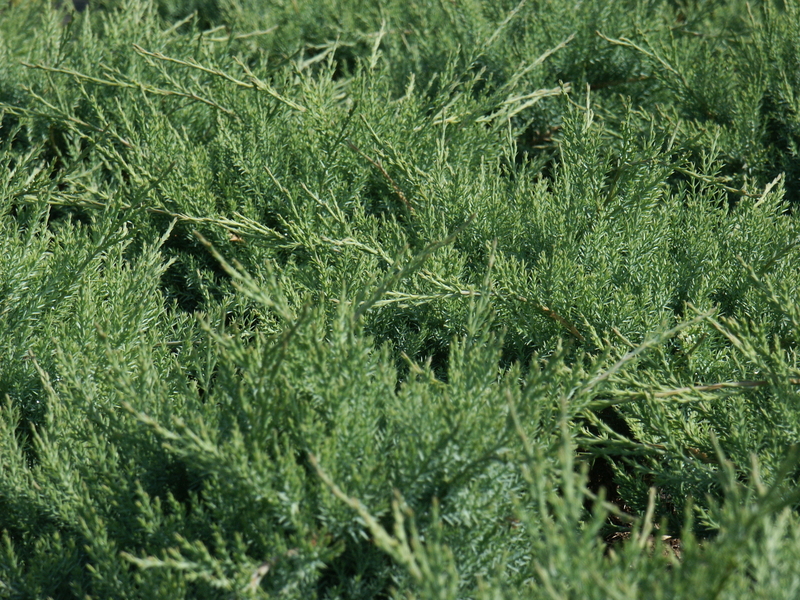 Можжевельник горизонтальный, Juniperus hor. 'Agnieszka' - Фото №1