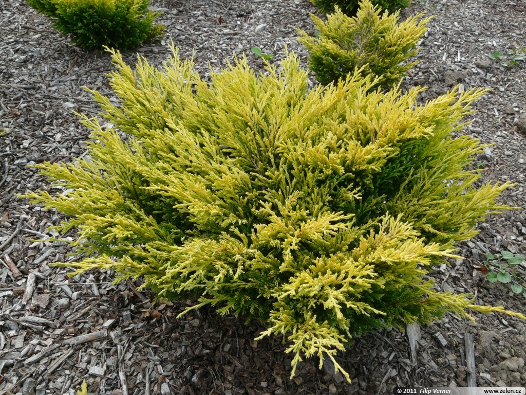 Можжевельник горизонтальный Лаймглоу, Juniperus horizontalis Limeglow - Фото №2