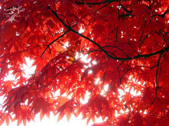 Клен пальмолистный Fireglow, Acer palmatum Fireglow 150см - Фото №3