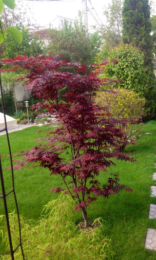 Клен пальмолистный Fireglow, Acer palmatum Fireglow 150см - Фото №4