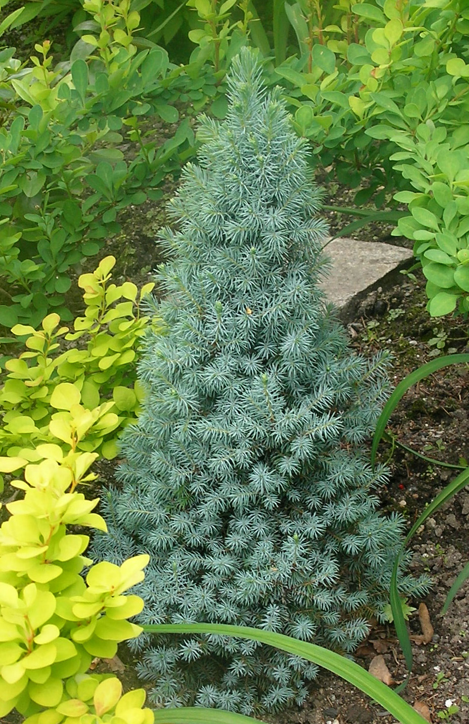  Ель канадская Голубая Сандерс Блю Picea glauca Sander’s Blue C 7,5 L  70-80 cm - Фото №2