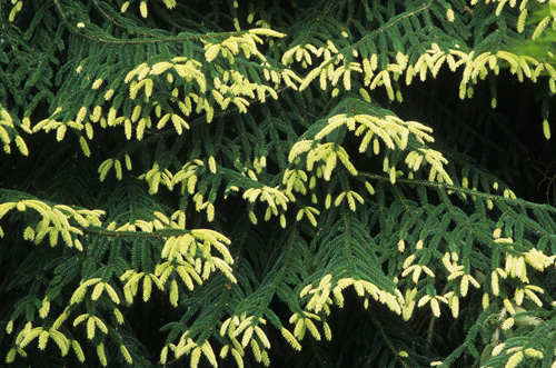 Ель восточная Ауреоспиката, Picea orientalis Aureospicata - Фото №2