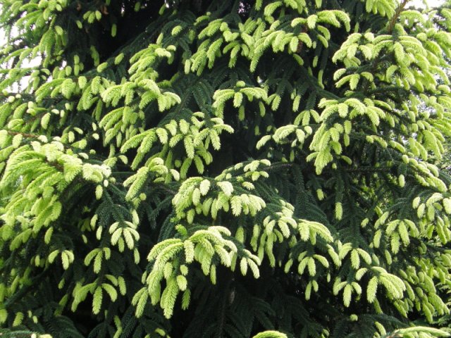 Ель восточная Ауреоспиката, Picea orientalis Aureospicata - Фото №4