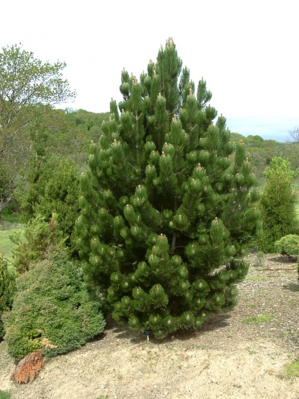 Сосна боснийская Сателлит, Pinus leucodermis Satellit - Фото №1