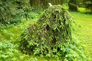 Ель обыкновенная Picea abies “Inversa” C 25L, 125-150 cm