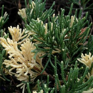 Можжевельник китайский Экспанса Вариегата Juniperus chinensis Expansa Variegata  3L, 30/+cm+p