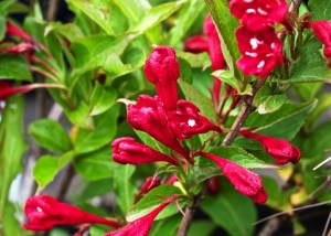 Вейгела цветущая, Weigela florida 'Red Prince'