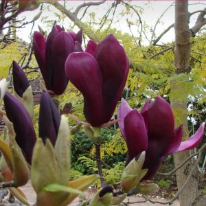 Магнолия лилиецветная, Magnolia liliiflora Nigra (Magnoliaceae)