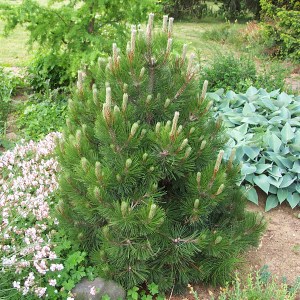 Сосна Гельдрейха / белокорая Компакт Джем, Pinus heldreichii / leucodermis Compact Gem