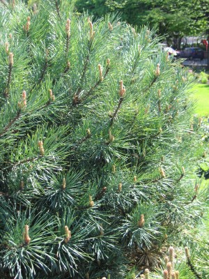 Сосна обыкновенная Ватерери, Pinus sylvestris Watereri