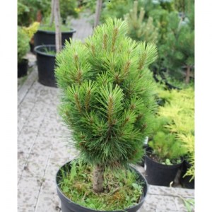 Сосна черная Грин Тауэр (Pinus nigra Green Tower)  C 3 10-15 cm