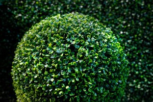 Самшит вечнозелёный, Buxus sempervirens