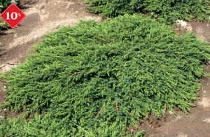 Можжевельник обыкновенный Грин Карпет, Juniperus communis Green Carpet, 5л горшок