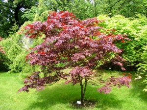 Клен пальмолистный Fireglow, Acer palmatum Fireglow 150см