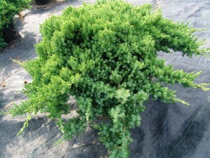 Можжевельник лежачий `Нана`, Juniperus procumbens 'Nana' 3,0L  25-30 cm+p