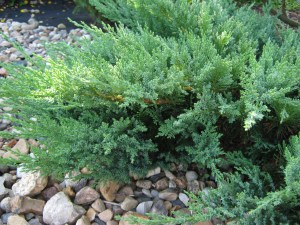 Mожжевельник казацкий ‘Tамарисцифолиа’. juniperus sabina ‘Tamariscifolia’ 7,5 L 40-50 cm
