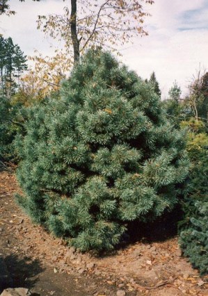  Сосна обыкновенная Ватерери Pinus Sylvestris Watereri  C15 50-60 cm