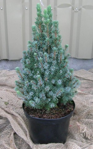 Ель канадская Голубая Сандерс Блю Picea glauca Sander’s Blue C 7,5 L  70-80 cm