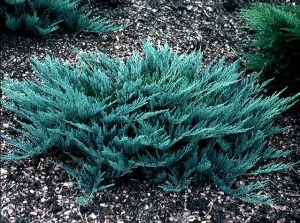 Можжевельник горизонтальный Блю Чип / Блу Чип, Juniperus horizontalis Blue Chip 3L, 25-30 cm